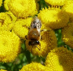 Colletes daviesanus