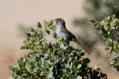 Spizella atrogularis