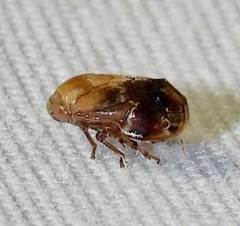 Clastoptera achatina