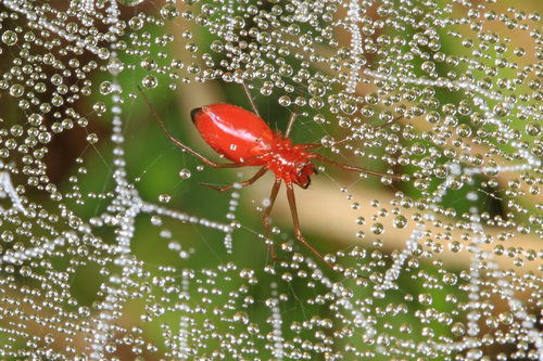 Black-tailed Red Sheetweaver