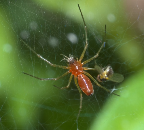 Black-tailed Red Sheetweaver
