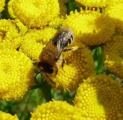 Colletes daviesanus