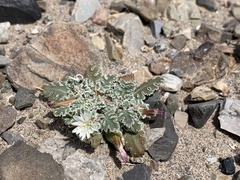 Glyptopleura marginata