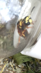 Euodynerus hidalgo