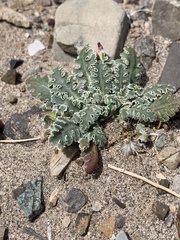 Glyptopleura marginata