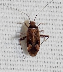 Phytocoris eximius