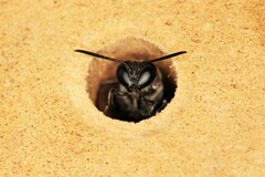 Trypoxylon lactitarse