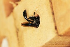 Trypoxylon lactitarse