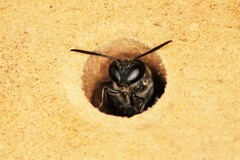 Trypoxylon lactitarse