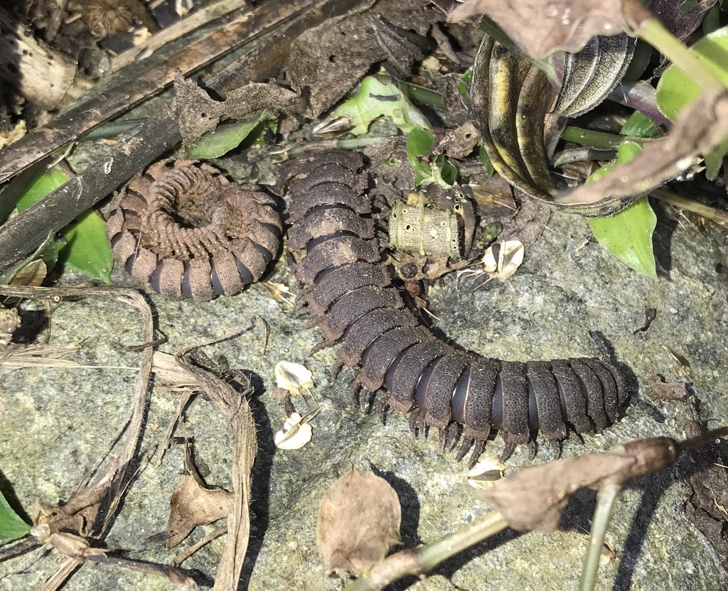 Psammodesminae