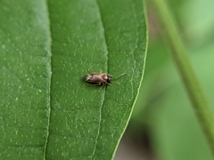 Ceratocapsini