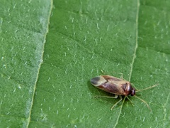 Ceratocapsini