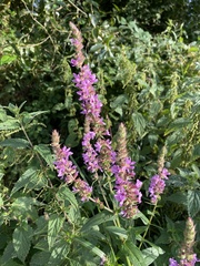 Lythrum salicaria