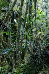 Scaphyglottis punctulata