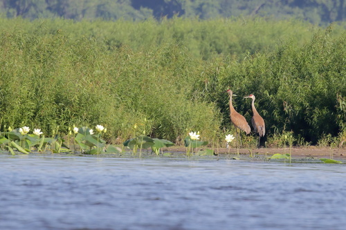 Sandhill Crane photographed in Iowa