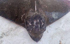 Myliobatis freminvillei