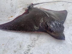 Myliobatis freminvillei