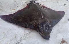 Myliobatis freminvillei