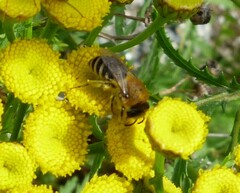 Colletes daviesanus