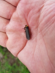 Gnamptonychia ventralis