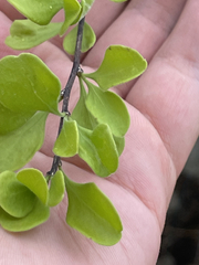Forestiera macrocarpa