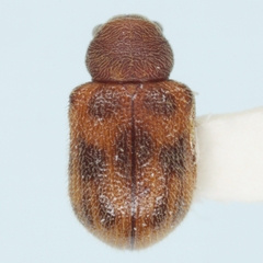 Xanthonia querci