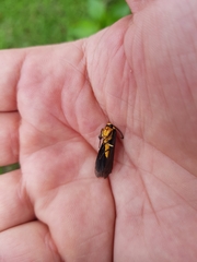 Gnamptonychia ventralis