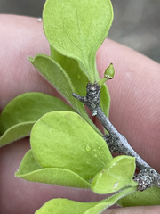 Forestiera macrocarpa