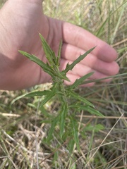 Cirsium virginianum