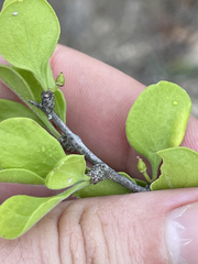 Forestiera macrocarpa