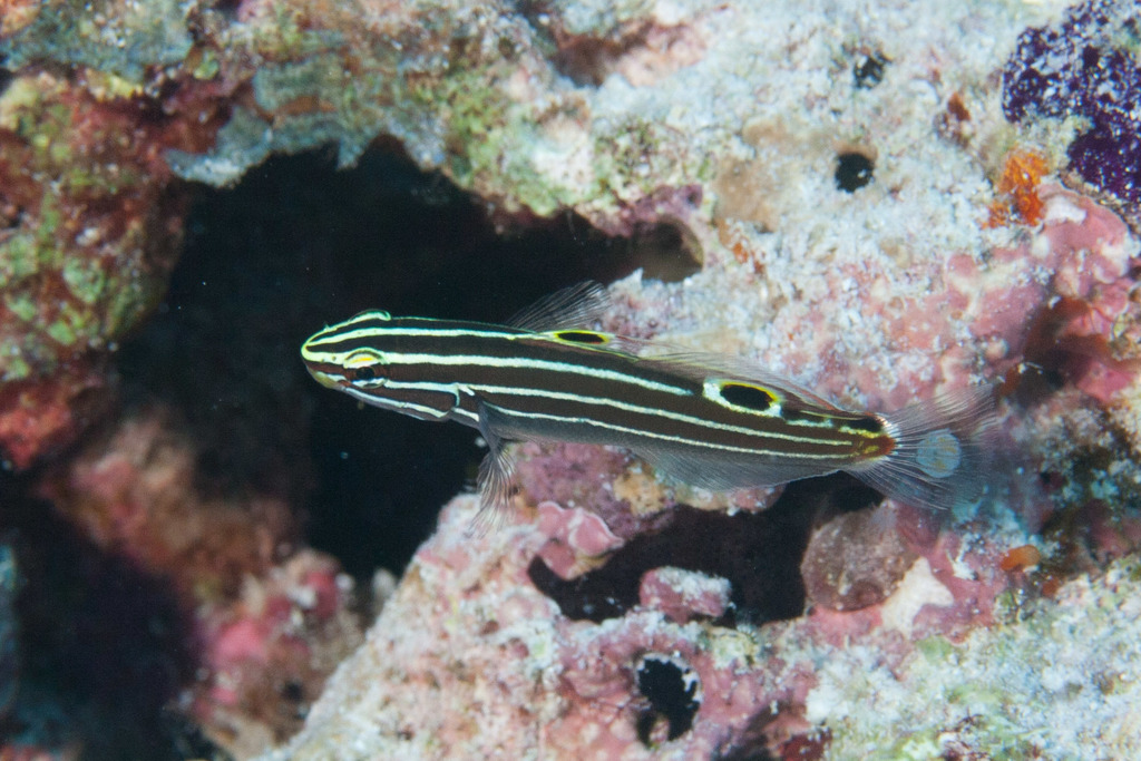 Hector's Goby