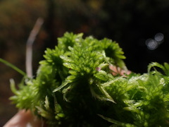Sphagnum mendocinum