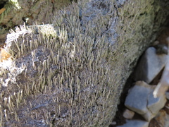 Cladonia subulata