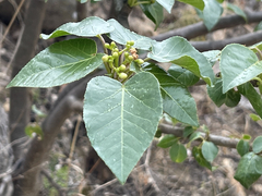 Jatropha vernicosa