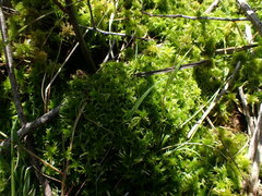 Sphagnum mendocinum
