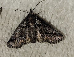 Paectes abrostolella