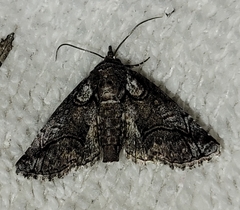 Paectes abrostolella