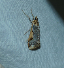 Loxostege albiceralis