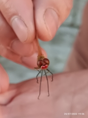 Sympetrum fonscolombii