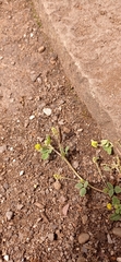 Medicago lupulina