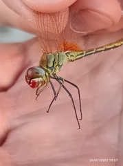 Sympetrum fonscolombii
