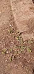 Medicago lupulina