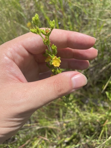 Hairy St. Johnswort (Hypericum setosum)