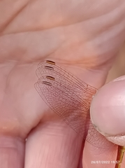 Sympetrum fonscolombii