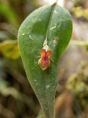 Lepanthes mucronata
