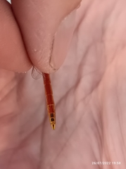 Sympetrum fonscolombii