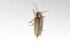 Photinus marginellus