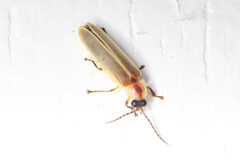 Photinus marginellus