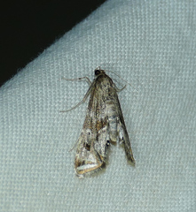 Petrophila longipennis