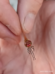 Sympetrum fonscolombii
